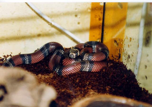 l.t.hondurensis 50% hetero-albino