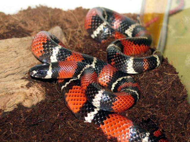 l.t.sinaloae x l.t.hondurensis