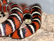 l.p.pyromylana