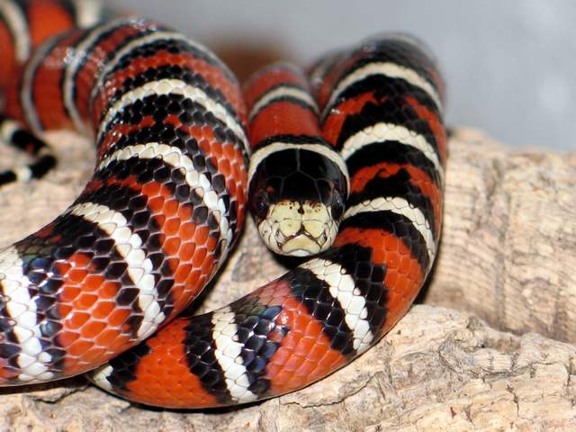 l.p.pyromylana