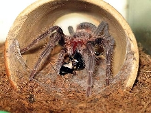 PHORMICTOPUS CANCERIDES
