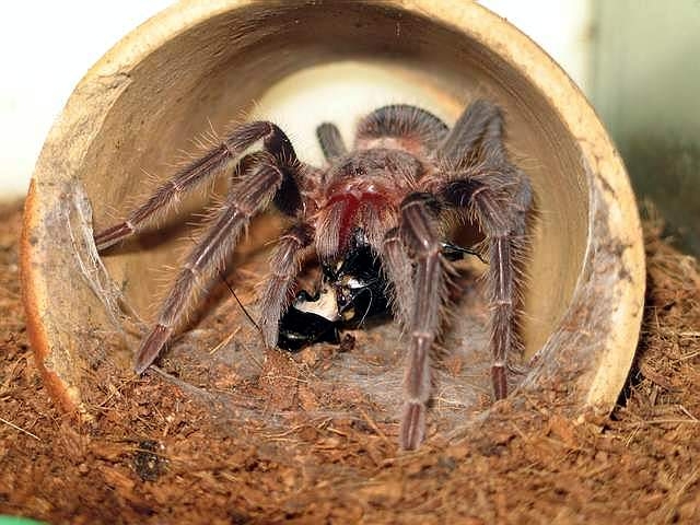 PHORMICTOPUS CANCERIDES