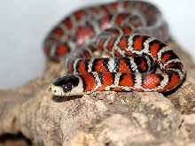 l.p.knoblochi