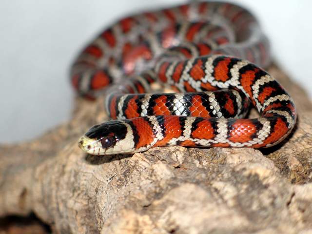 l.p.knoblochi
