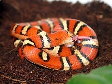 L.mexicana thayeri orange