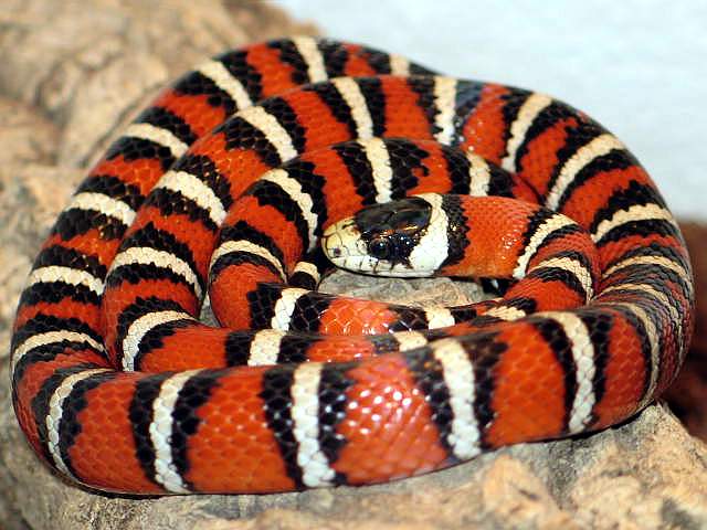 l.p.pyromylana