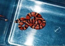 l.t.h tangerine