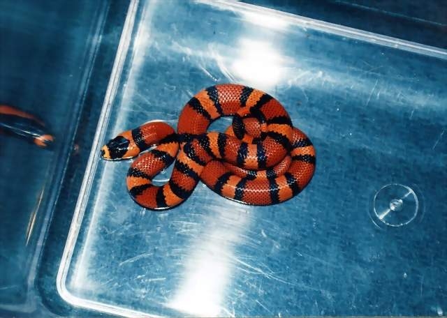 l.t.h tangerine