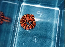 l.t.h tangerine