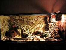 terrarium - l.m.mexicana