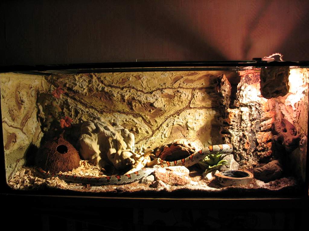 terrarium - l.m.mexicana