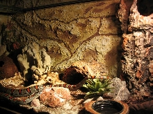 terrarium-l.m.mexicana