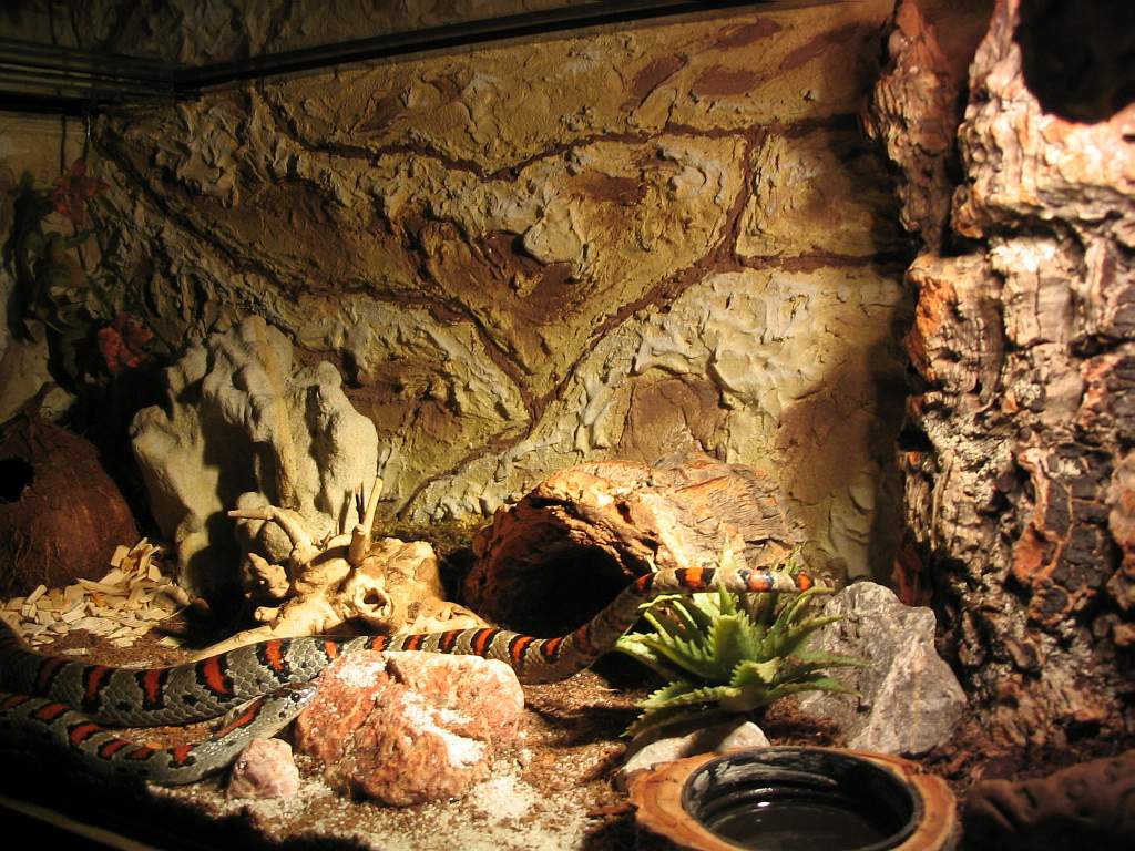 terrarium-l.m.mexicana