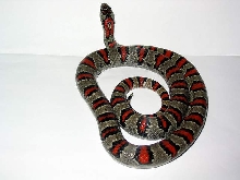 l.m.mexicana