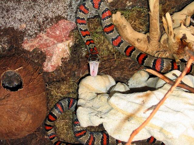 l.m.mexicana