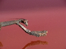 Popa spurca