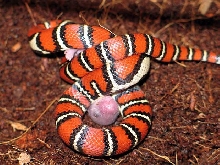 L.ruthveni