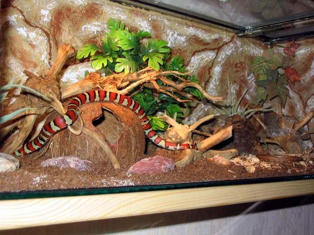 terrarium -l.ruthveni