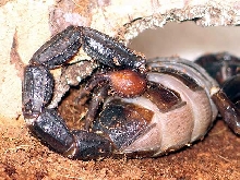 pandinus imperator