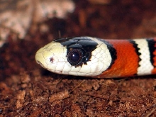 L.pyromylana woodini