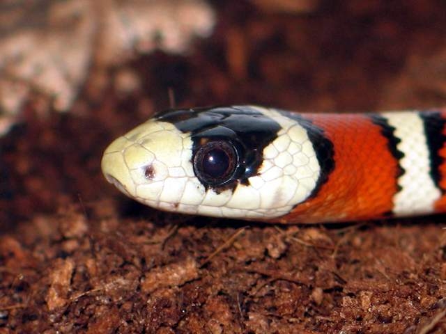 L.pyromylana woodini