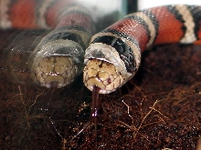 l.p.pyromylana