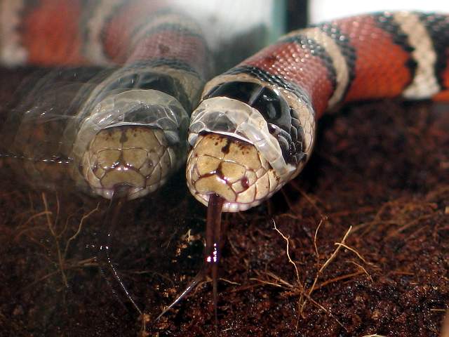 l.p.pyromylana