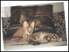 Serval Cat