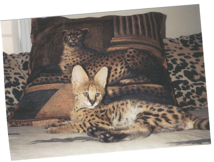 Serval Cat
