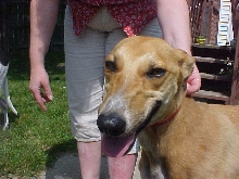 Rosie the greyhound??