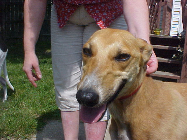 Rosie the greyhound??