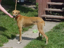 Rosie the greyhound2??
