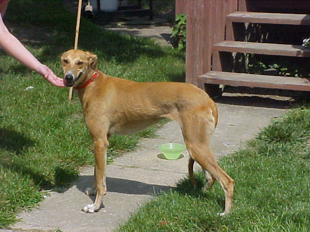Rosie the greyhound2??