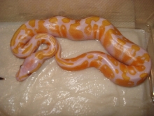 Lavender Albino Male