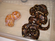 Lavender Albino Male