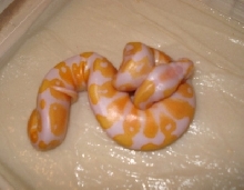 Lavender Albino Male