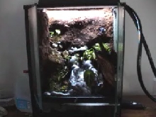 Finished arrow frog tank