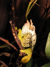 Fuelleborni Male