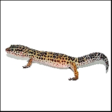 Red (gravid)