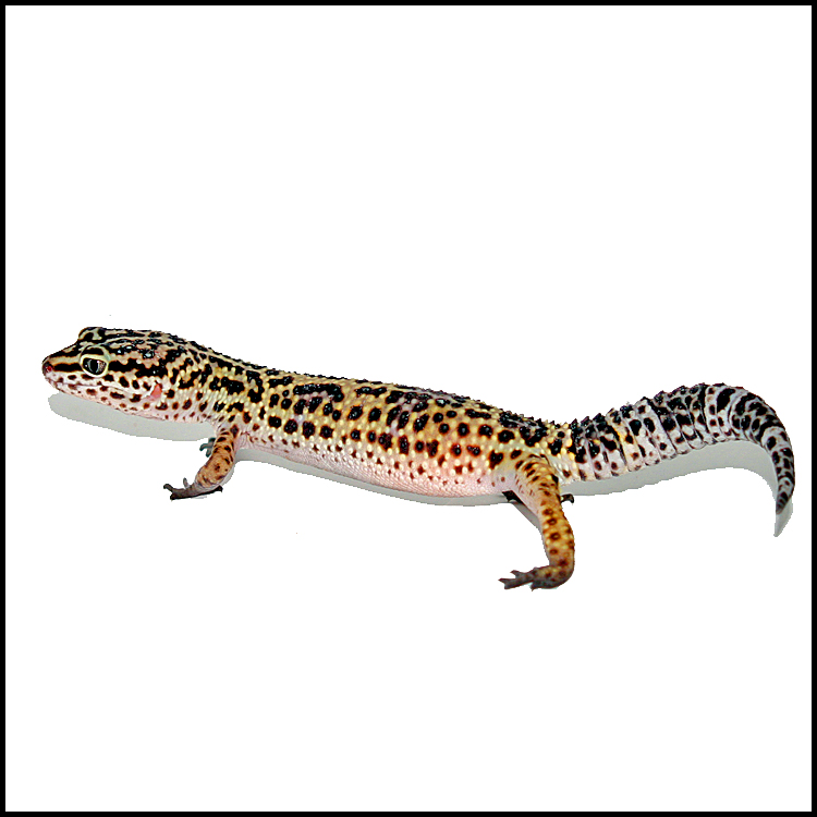 Red (gravid)