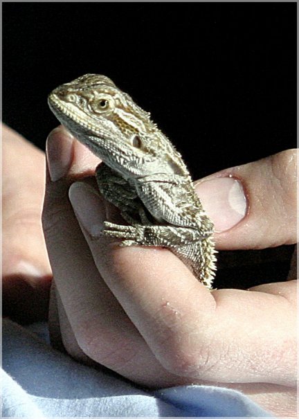 Beardie