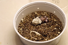 Baby leo clutch hatch