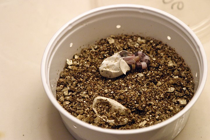 Baby leo clutch hatch