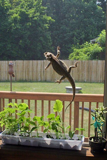 Homer rockin outside