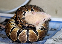 lilly eating in sequence 1