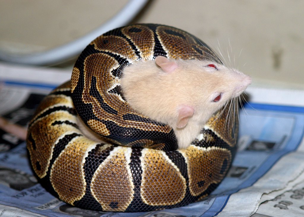 lilly eating in sequence 1