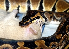 lilly eating in sequence 2