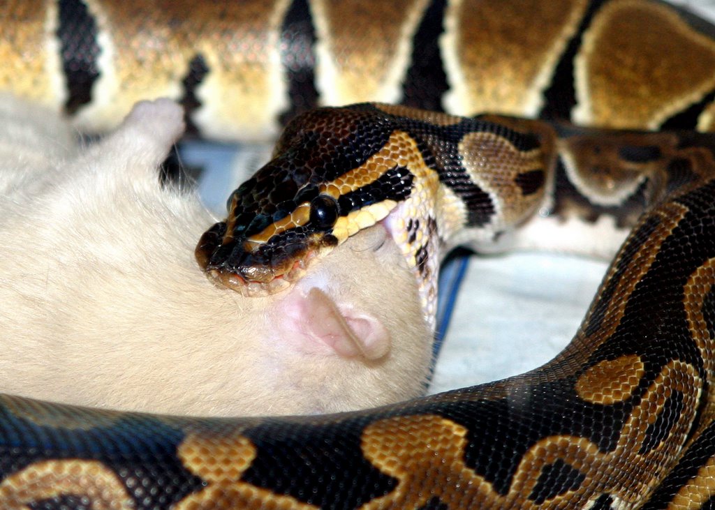 lilly eating in sequence 2
