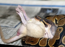 Lilly eating in sequence 3