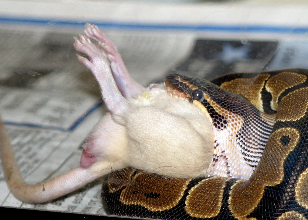 Lilly eating in sequence 3